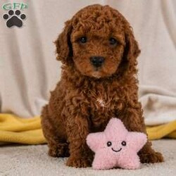 Jake/Cavapoo									Puppy/Male	/May 22nd, 2026,Healthy!! Happy!! Huggable is what I am!! My name is Jake and I am an F1b Cavapoo puppy!!I am Hypoallergenic and nonshedding!! I am adventerous and love playing!! I love people and interacting with other fur pals! I will be sure to attract lots of attention with my sweet puppyality! I come to you vet checked, dewormed, and up to date on all vaccines and dewormer.My Mom is our own sweet Josie a 19# F1 Cavapoo and Dad is Rookie a handsome 11# mini Poodle. Please contact Fran to find out more on the process of adopting me into my new home.shipping is available anywhere in the USA! There will be a 7% sales tax charge for all in home pick ups.