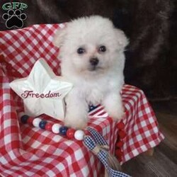 Callie/Bichon Frise									Puppy/Female	/May 13th, 2026,Callie is a wee tiny baby girl of 1.1 lbs doesn’t seem to know she is the smallest! She is a very adventurous and inquisitive playful little cuddle bug. She is started on her puppy pad training and is eating very well! Callie had her 6 wk check up at the vet, where she also got her vaccinations and her health certificate. She will have her 1 yr. health guarantee, a sample bag of food, some puppy pads and her birth certificate with her when she goes to her forever home. I have transportation options available. Callie would love to meet you and give you lots of sweet puppy kisses!