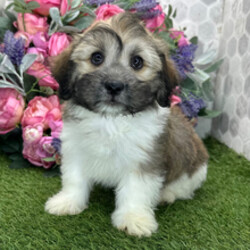 Adopt a dog:Rocket/Havanese/Female/May 9, 2026,Hi, I'm Rocket! I'm a 10-week-old male Havanese with a beautiful gold brindle coat, born on May 9. I am ready now to plan my trip to my forever family. Once I reach my adult size, I'm expected to weigh between 10–12 lbs. I'm AKC registered. I can't wait to share my love and playful energy with you.