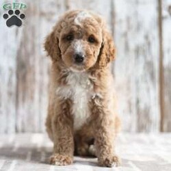 Nick/Mini Labradoodle									Puppy/Male	/9 Weeks,This is Nick. He is a handsome red haired little guy looking for a fur-ever home! He’d love to be your best friend! Family raised, up to date on shots and dewormer, and comes with a 1 year genetic health guarantee. He’s socialized with our children, who help care for the puppies!! He comes with a small bag of food, blanket, toy and a collar. Give us a call today! We’re open Monday-Saturday 8-8 and closed on Sundays. Sunday messages will be returned on Monday. Country Echo Pets,  Raymond Lapp Sunbury Pa 17801 Pa License #17927