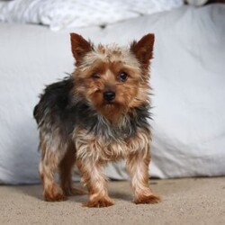 Lola/Yorkie									Puppy/Female	/11 Weeks,Hi, my name is Lola! I’m an adorable ACA Registered Yorkshire Terrier with a playful personality and a heart full of love. I enjoy spending my days exploring, playing with my favorite toys, and snuggling up for plenty of cuddles. My small size and affectionate nature make me a wonderful companion, whether you’re looking for a loyal best friend or a loving addition to your family.