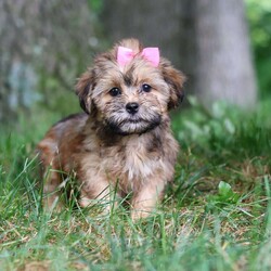 Bebee/Shorkie									Puppy/Female	/12 Weeks,Meet Bebee, a cute Shorkie puppy with a friendly, playful personality. She enjoys playing with toys, exploring her surroundings, and spending time with people. Bebee has been raised with care and attention and is well on her way to becoming a loving companion for her new family.