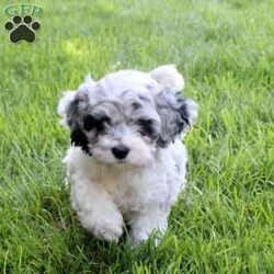 Sprinkles/Cockapoo									Puppy/Female	/May 29th, 2026,Say hello to Sprinkles, a bubbly Cockapoo puppy who is just as sweet as her name! Raised in a family with children, she is well-socialized, friendly, and affectionate. Sprinkles is vet-checked, up to date on vaccinations & dewormer, plus the breeder provides a 1-year genetic health guarantee. If you are looking for a happy, loving companion to complete your family, Sprinkles may be the one for you!