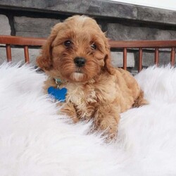 Fritz/Cavapoo									Puppy/Male	/8 Weeks,Hello meet me Fritz, i love love making new friends im a socail littke guy full of energy ill be sure to bring lots of love and Lauhter to you life 