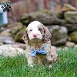 Oakley/Cockapoo									Puppy/Male	/9 Weeks,Hi, my name is Oakley, and I’m an absolutely adorable Cockapoo puppy with a sweet personality and a heart full of love! I’m playful, affectionate, and always ready to brighten your day with my happy spirit. I love exploring new places, playing with my favorite toys, and spending time with the people I love most. After a fun-filled day of adventures, my favorite place is right by your side, soaking up cuddles and attention. With my soft, fluffy coat, expressive eyes, and irresistible Cockapoo charm, I’m sure to capture your heart from the moment we meet. I’m intelligent, eager to please, and ready to become a loyal companion who will fill your home with love, laughter, and unforgettable memories.