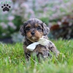 Alfie/Cavapoo									Puppy/Male	/6 Weeks,Hi, I’m Alfie! I’m an absolutely adorable F1B Cavapoo puppy with a sweet personality and a heart full of love. I love exploring new places, playing with my favorite toys, and spending time with the people I love most. Whether I’m enjoying a fun adventure or snuggling up for cuddle time, I’m happiest when I’m surrounded by love and attention. With my soft, fluffy coat, bright eyes, and affectionate nature, I’m sure to steal your heart from the very first moment we meet. I can’t wait to fill my forever home with endless love, laughter, and unforgettable memories!