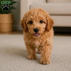 Bella/Cavapoo									Puppy/Female	/11 Weeks,Are you looking for an awesome puppy ? This one would love to be your buddy !! Bred to bring joy and love to your life !!