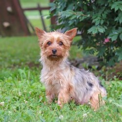 Luna/Yorkie									Puppy/Female	/9 Weeks,Hi, my name is Luna, and I’m an adorable ACA Registered Yorkshire Terrier puppy with a sweet personality and plenty of love to give! I have a beautiful coat, bright little eyes, and a playful, affectionate nature that makes me a wonderful companion. I enjoy exploring, playing with toys, and spending time with people, but I also love curling up for snuggles when it’s time to relax. I am up to date on my vaccines and dewormer and come with a one-year genetic health guarantee. My estimated adult weight is around 9 pounds, making me the perfect little companion to take along on life’s adventures.