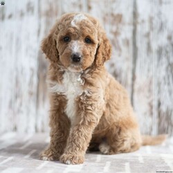 Nick/Mini Labradoodle									Puppy/Male	/9 Weeks,This is Nick. He is a handsome red haired little guy looking for a fur-ever home! He’d love to be your best friend! Family raised, up to date on shots and dewormer, and comes with a 1 year genetic health guarantee. He’s socialized with our children, who help care for the puppies!! He comes with a small bag of food, blanket, toy and a collar. Give us a call today! We’re open Monday-Saturday 8-8 and closed on Sundays. Sunday messages will be returned on Monday. Country Echo Pets,  Raymond Lapp Sunbury Pa 17801 Pa License #17927