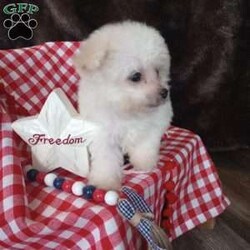 Callie/Bichon Frise									Puppy/Female	/May 13th, 2026,Callie is a wee tiny baby girl of 1.1 lbs doesn’t seem to know she is the smallest! She is a very adventurous and inquisitive playful little cuddle bug. She is started on her puppy pad training and is eating very well! Callie had her 6 wk check up at the vet, where she also got her vaccinations and her health certificate. She will have her 1 yr. health guarantee, a sample bag of food, some puppy pads and her birth certificate with her when she goes to her forever home. I have transportation options available. Callie would love to meet you and give you lots of sweet puppy kisses!