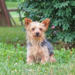 Luna/Yorkie									Puppy/Female	/9 Weeks,Hi, my name is Luna, and I’m an adorable ACA Registered Yorkshire Terrier puppy with a sweet personality and plenty of love to give! I have a beautiful coat, bright little eyes, and a playful, affectionate nature that makes me a wonderful companion. I enjoy exploring, playing with toys, and spending time with people, but I also love curling up for snuggles when it’s time to relax. I am up to date on my vaccines and dewormer and come with a one-year genetic health guarantee. My estimated adult weight is around 9 pounds, making me the perfect little companion to take along on life’s adventures.