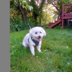 Callie/Bichon Frise									Puppy/Female	/May 13th, 2026,Callie is a wee tiny baby girl of 1.1 lbs doesn’t seem to know she is the smallest! She is a very adventurous and inquisitive playful little cuddle bug. She is started on her puppy pad training and is eating very well! Callie had her 6 wk check up at the vet, where she also got her vaccinations and her health certificate. She will have her 1 yr. health guarantee, a sample bag of food, some puppy pads and her birth certificate with her when she goes to her forever home. I have transportation options available. Callie would love to meet you and give you lots of sweet puppy kisses!