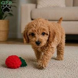 Bella/Cavapoo									Puppy/Female	/11 Weeks,Are you looking for an awesome puppy ? This one would love to be your buddy !! Bred to bring joy and love to your life !!