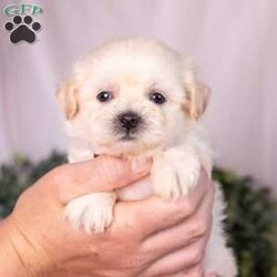 Marlin/Teddy Bear									Puppy/Male	/7 Weeks,Meet Marlin, a gorgeous cream teddy bear puppy with a soft, creamy white coat and an irresistibly sweet, fluffy appearance. Teddy bear puppies—also called Shichons or Zuchons—are a beloved cross between the Shih Tzu and Bichon Frise. Known for their plush coats, rounded faces, and small, sturdy frames, these companions typically grow to between 10 and 18 pounds. Their gentle, affectionate nature and adaptability make them an excellent choice for families, couples, seniors, and first-time dog owners alike.
