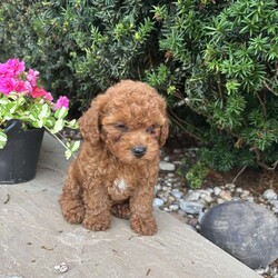 Teddy/Toy Poodle									Puppy/Male	/May 4th, 2026,This little one loves to cuddle, play, and be around people. Toy Poodles are eager to learn, making them easy to train and excellent companions. If you’re looking for a loyal, loving friend to become part of your family, this precious puppy may be the perfect match!