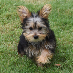 Adopt a dog:Pippi/Yorkshire Terrier/Female/April 9, 2026,Hi, I'm Pippi! I'm a 14-week-old female Yorkshire Terrier with a beautiful black & tan coat, born on April 9. I am ready now to plan my trip to my forever family. Once I reach my adult size, I'm expected to weigh between 4–6 lbs. I'm ACA registered. My little paws are ready to make big imprints on your heart.