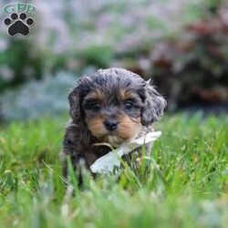 Alfie/Cavapoo									Puppy/Male	/6 Weeks,Hi, I’m Alfie! I’m an absolutely adorable F1B Cavapoo puppy with a sweet personality and a heart full of love. I love exploring new places, playing with my favorite toys, and spending time with the people I love most. Whether I’m enjoying a fun adventure or snuggling up for cuddle time, I’m happiest when I’m surrounded by love and attention. With my soft, fluffy coat, bright eyes, and affectionate nature, I’m sure to steal your heart from the very first moment we meet. I can’t wait to fill my forever home with endless love, laughter, and unforgettable memories!