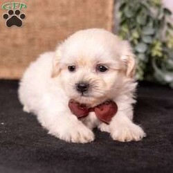 Marlin/Teddy Bear									Puppy/Male	/7 Weeks,Meet Marlin, a gorgeous cream teddy bear puppy with a soft, creamy white coat and an irresistibly sweet, fluffy appearance. Teddy bear puppies—also called Shichons or Zuchons—are a beloved cross between the Shih Tzu and Bichon Frise. Known for their plush coats, rounded faces, and small, sturdy frames, these companions typically grow to between 10 and 18 pounds. Their gentle, affectionate nature and adaptability make them an excellent choice for families, couples, seniors, and first-time dog owners alike.