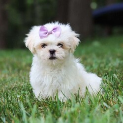 Claudia/Lhasa Apso									Puppy/Female	/11 Weeks,Meet Claudia, an ACA Lhasa Apso puppy with a soft, fluffy coat and a friendly, affectionate personality. She enjoys spending time with people, playing with toys, and exploring her surroundings. Claudia has been raised with care and attention and is well on her way to becoming a loving companion for her new family.