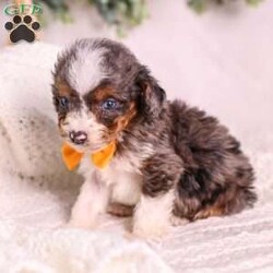 Murphy (tiny)/Mini Bernedoodle									Puppy/Male	/9 Weeks,Murphy is a handsome merle Micro Mini Bernedoodle puppy from Paw Tale Puppies, a wonderful example of one of today’s most beloved companion breeds. The Micro Mini Bernedoodle is a cross between the Bernese Mountain Dog and the Miniature or Toy Poodle, a thoughtful pairing that brings together the gentle, affectionate temperament of the Berner with the intelligence and lower-shedding coat of the Poodle. The result is a compact, sturdy companion that fits beautifully into a wide range of homes and lifestyles.