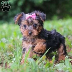Luna/Yorkie									Puppy/Female	/9 Weeks,Hi, my name is Luna, and I’m an adorable ACA Registered Yorkshire Terrier puppy with a sweet personality and plenty of love to give! I have a beautiful coat, bright little eyes, and a playful, affectionate nature that makes me a wonderful companion. I enjoy exploring, playing with toys, and spending time with people, but I also love curling up for snuggles when it’s time to relax. I am up to date on my vaccines and dewormer and come with a one-year genetic health guarantee. My estimated adult weight is around 9 pounds, making me the perfect little companion to take along on life’s adventures.
