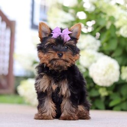 Lola/Yorkie									Puppy/Female	/11 Weeks,Hi, my name is Lola! I’m an adorable ACA Registered Yorkshire Terrier with a playful personality and a heart full of love. I enjoy spending my days exploring, playing with my favorite toys, and snuggling up for plenty of cuddles. My small size and affectionate nature make me a wonderful companion, whether you’re looking for a loyal best friend or a loving addition to your family.