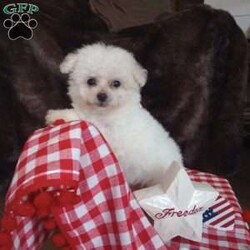 Callie/Bichon Frise									Puppy/Female	/May 13th, 2026,Callie is a wee tiny baby girl of 1.1 lbs doesn’t seem to know she is the smallest! She is a very adventurous and inquisitive playful little cuddle bug. She is started on her puppy pad training and is eating very well! Callie had her 6 wk check up at the vet, where she also got her vaccinations and her health certificate. She will have her 1 yr. health guarantee, a sample bag of food, some puppy pads and her birth certificate with her when she goes to her forever home. I have transportation options available. Callie would love to meet you and give you lots of sweet puppy kisses!