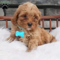 Fritz/Cavapoo									Puppy/Male	/8 Weeks,Hello meet me Fritz, i love love making new friends im a socail littke guy full of energy ill be sure to bring lots of love and Lauhter to you life 