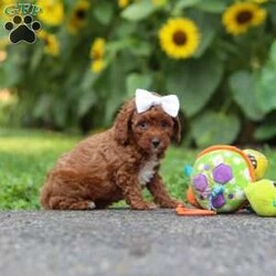 Dolly/Miniature Poodle									Puppy/Female	/7 Weeks,Meet Dolly, an absolutely adorable AKC Mini Poodle puppy with a playful personality and a heart full of love! This sweet little girl loves exploring new places, playing with her favorite toys, and making new friends wherever she goes. Whether she’s enjoying a fun adventure or snuggling up for cuddle time, she’s happiest by your side. With her soft, curly coat, bright eyes, and affectionate nature, she’s sure to steal your heart from the very first moment you meet her. Ready to bring endless love, laughter, and companionship, this precious little pup can’t wait to become a cherished member of her forever family!