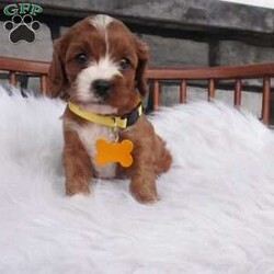 Bessie/Cavapoo									Puppy/Female	/7 Weeks,hey i am Bessie , i am bashful , and a wee it shy but don’t worry i warm up pretty quickly with a little time and once i get to know you 