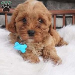 Fritz/Cavapoo									Puppy/Male	/8 Weeks,Hello meet me Fritz, i love love making new friends im a socail littke guy full of energy ill be sure to bring lots of love and Lauhter to you life 