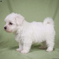 Fredy/Maltese									Puppy/Male	/8 Weeks,Are you looking for an awesome puppy ? This one would love to be you buddy !! Bred to bring joy and love to your life !! If you are looking for an JOLLY and PLAYFULL puppu look no further !!