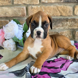 Adopt a dog:Mattie/Boxer/Female/June 23, 2026,Hi, I'm Mattie! I'm a 7-week-old female Boxer with a beautiful fawn coat, born on June 23. I'll be ready to go home to my forever family after August 18, once I'm grown enough to leave my litter. When I reach my adult size, I should weigh between 40–75 lbs. I'm AKC registered. Your heart is the perfect home for my puppy love.