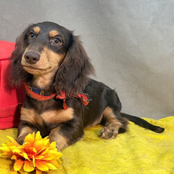 Adopt a dog:Kyle/Dachshund/Female/March 8, 2026,Hi, I'm Kyle! I'm a 22-week-old male Dachshund with a beautiful chocolate & tan coat, born on March 8. I am ready now to plan my trip to my forever family. I'm AKC registered. Ladies and gentlemen, when it comes to picking a puppy, there is no other choice than me.