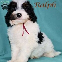 Ralph/Mini Bernedoodle									Puppy/Male	/May 22nd, 2026,Male Mini Bernedoodle puppy that is family raised and well socialized.  Both parnets are genetic health tested.   
