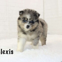Alexis/Pomsky									Puppy/Female	/7 Weeks,Meet Alexis! She is a sweet and playful puppy looking for a good home. Up to date on vaccines and deworming and microchipped as well. Will come with a goody bag filled with current puppy food, collar and leash and more. Call or text for more info.