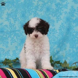 Milton/Toy Poodle									Puppy/Male	/9 Weeks,Patty, our beautiful chocolate and white poodle weighs in at 10.4 lbs. She is a favorite, calm and gentle for a poodle, and very smart. She carries the non-fading genetics, so her chocolate color seems to stay about the same as she gets older. Fudge, our little chocolate daddy weighs in at 7 lbs. He is so adorable, always watchful, ready and waiting for playtime. He is so smart, he will miss nothing! These little puppies are well socialized, playful and loving, just waiting to give you lots of joy! They are up to date on their vaccinations and dewormings, and have been vet checked. Feel free to call with questions, or to set up a time to come visit them. Thanks, 