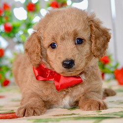 Adopt a dog:Junior/Goldendoodle/Female/,Hi, I'm Junior! I'm a 9-week-old male Goldendoodle. My dad is a Poodle and my mom is a Goldendoodle. I have a beautiful apricot coat, and I was born on June 23. I am ready now to plan my trip to my forever family. The bond that we'll build, of love and affection, will make a lifelong partnership and an unforgettable connection.