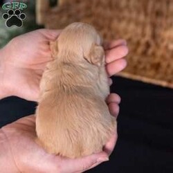 Storm/Teddy Bear									Puppy/Male	/9 Weeks,Meet Storm, a precious little bundle of warmth ready to light up your life! If you are looking for an adorable 