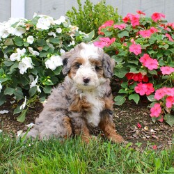 Harmony/Mini Bernedoodle									Puppy/Female	/10 Weeks,Meet this charming multigeneration Miniature Bernedoodle who is started on potty training! They are already mostly going potty outside, think of the time you will save getting a puppy who has potty training as a part of their socialization program! Additionally each puppy comes up to date on shots and dewormer and is vet checked. Please call for more details on how you can add one of our beautiful puppies to your home! 