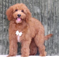 Adopt a dog:Rolo/Goldendoodle/Female/,Hi, I'm Rolo! I'm a 17-week-old male Goldendoodle. My dad is a Poodle and my mom is a Goldendoodle. I have a beautiful red coat, and I was born on May 12. I am ready now to plan my trip to my forever family. Once I reach my adult size, I'm expected to weigh between 25–35 lbs. I'm ICA registered. My love for you will be as boundless as my puppy energy.