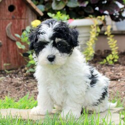 Ricky/Maltipoo									Puppy/Male	/June 23rd, 2026,This fluffy and fun Maltipoo puppy is well socialized and ready to meet you! Ricky is a wiggly guy who is lovable and sweet! He comes home with a health guarantee provided by the breeder, plus has been seen by a vet and is up to date on shots and de-wormer. Ricky is being family raised and will be happy by your side!