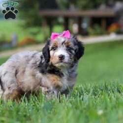 Starfire/Mini Bernedoodle									Puppy/Female	/6 Weeks,Hi, I’m Starfire, a very cute Mini Bernedoodle with an adorable face, a soft, fluffy coat, and a sweet personality that is sure to melt your heart! I’m a playful and affectionate little puppy who loves getting attention, exploring my surroundings, and spending time with the people around me. I enjoy playtime, cuddles, and being part of the fun, and I have a happy, loving personality that makes me such a joy to be around. I can’t wait to find my forever family and fill their home with lots of love, cuddles, and wonderful memories!