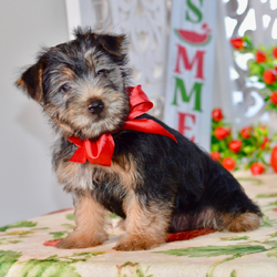 Fenix/Silky Terrier/Female/