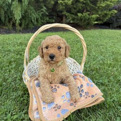 Turbo/Mini Goldendoodle									Puppy/Male	/10 Weeks,To contact the breeder about this puppy, click on the “View Breeder Info” tab above.
