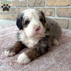 Kingston/Bernedoodle									Puppy/Male	/8 Weeks,Meet Kingston! He is a sweet & handsome lil’ fella looking for his forever home… he’s also an only puppy in the litter so he gets lots of attention and is very spoiled! If you are wanting to adopt him into your home or family, please message me for more information and I will be happy to assist you!!:) (Ground and flight transportation available)!