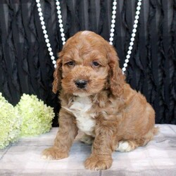 Wade/Cockapoo									Puppy/Male	/11 Weeks,Wade is a smart Cockapoo puppy who loves to have fun! This playful little guy has a gentle disposition and is sweet as can be! He is socialized and being raised by a family with children, preparing to be the best sidekick! Wade comes home microchipped and with a 30 day health guarantee plus an extended genetic health guarantee, both provided by the breeder. This sweetie has been seen by a vet and is up to date on shots and de-wormer. Wade is ready to meet you!