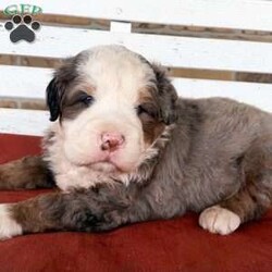 Kingston/Bernedoodle									Puppy/Male	/8 Weeks,Meet Kingston! He is a sweet & handsome lil’ fella looking for his forever home… he’s also an only puppy in the litter so he gets lots of attention and is very spoiled! If you are wanting to adopt him into your home or family, please message me for more information and I will be happy to assist you!!:) (Ground and flight transportation available)!