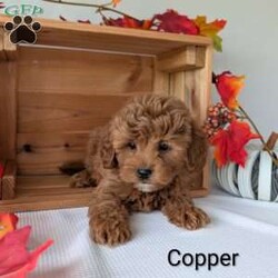 Copper/Shih-Poo									Puppy/Male	/9 Weeks,Copper is the sweetest little Shih-poo! Copper is very well socialized and playful! He is such a fluffy an cuddly puppy! He is vet checked and mirco-chipped and up to date on shots and dewormer! For more information on little sweetheart call Katie today! 