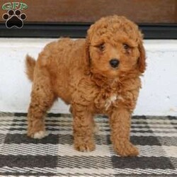 Juno/Mini Goldendoodle									Puppy/Male	/8 Weeks,Juno is an adorable mini Goldendoodle who is looking for his forever home. He has a laid back, friendly personality and seldom barks. He is played with daily by my young children and is very loved. Juno does great with going potty outside. He is vet checked, vaccinated, dewormed, and comes with a one year genetic health guarantee. To meet sweet Juno call or text Casondra, I would love to meet you.